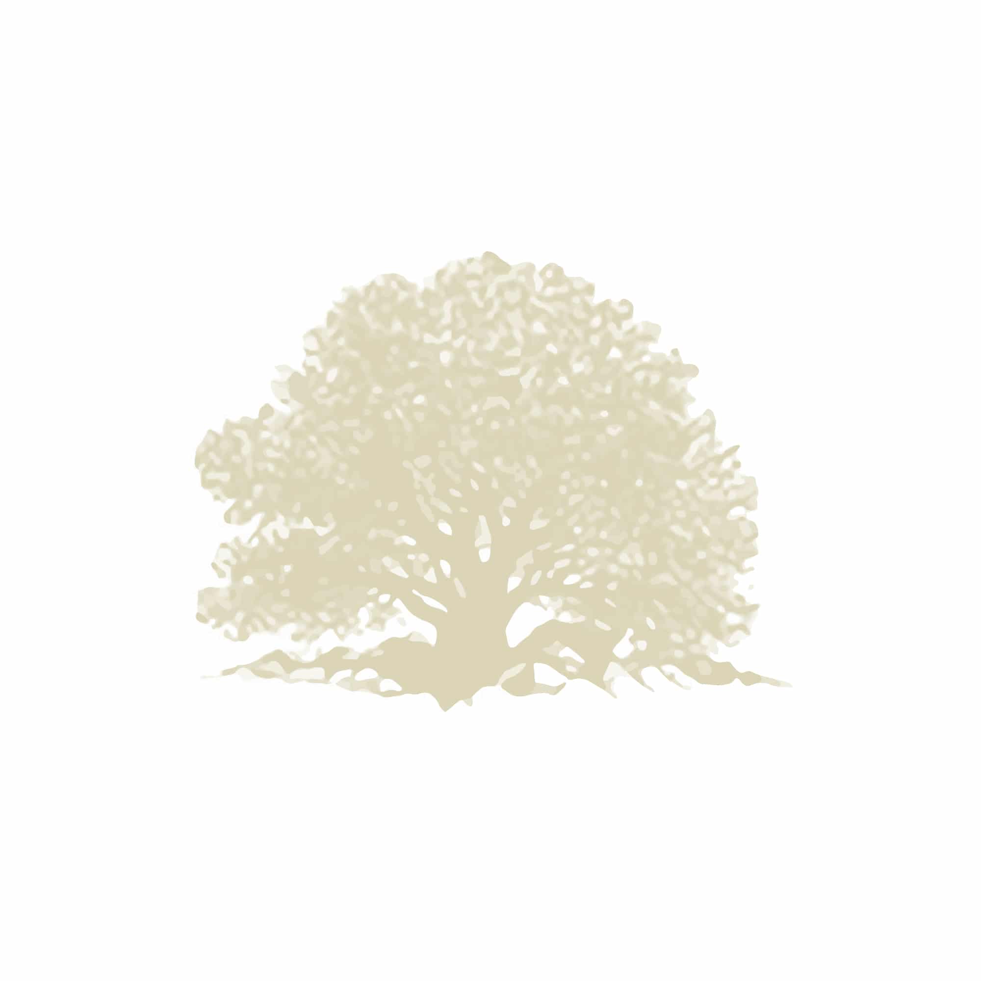 Sean P. Avera DDS MS